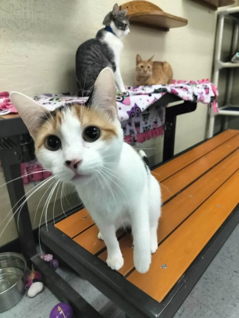 Sunflower thumbnail 3