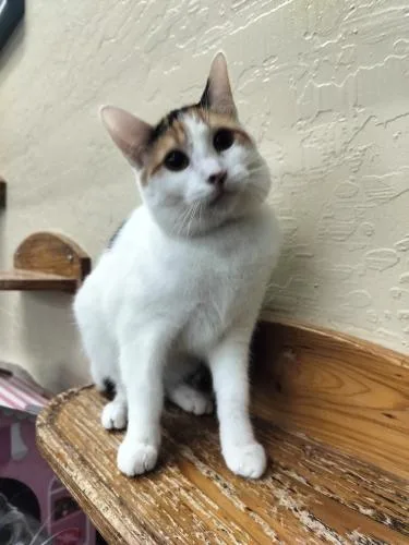 Sunflower thumbnail 4