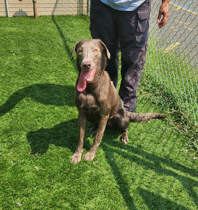 A young medium-sized female Gray / Blue / Silver Weimaraner dog named Summer for adoption in Sewaren, NJ
