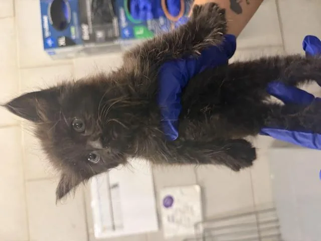 A baby small-sized female Domestic Short Hair cat named Sophie for adoption in Dallas, TX