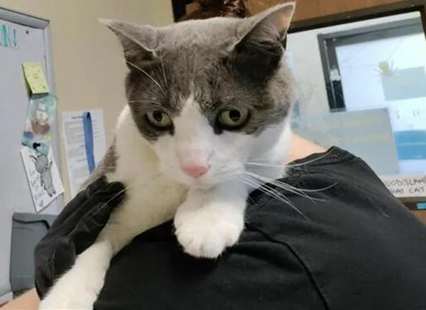 An adult small-sized male Domestic Short Hair cat named Billiam William for adoption in Oceanside, CA