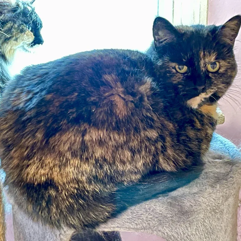 Tortie