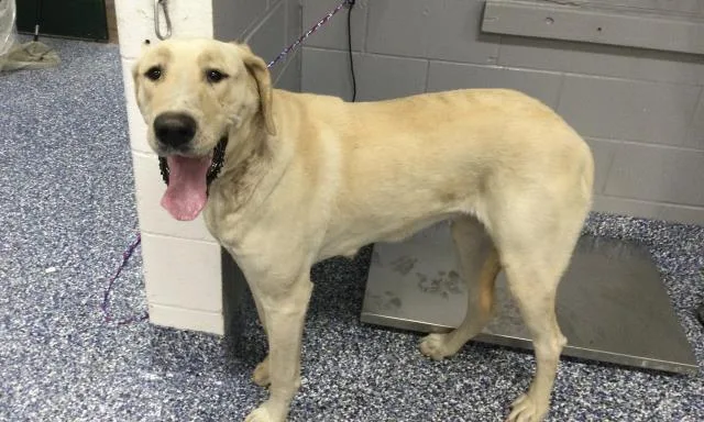 A young large-sized female Great Dane dog named Ducky for adoption in Thousand Palms, CA