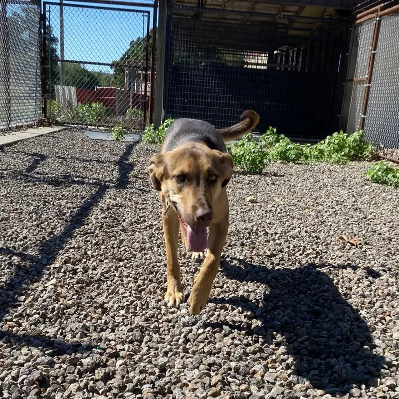A baby large-sized female German Shepherd Dog dog named Willow for adoption in Stilwell, OK