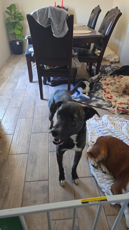 A young medium-sized male Brindle Greyhound dog named Logan for adoption in MISSION, TX