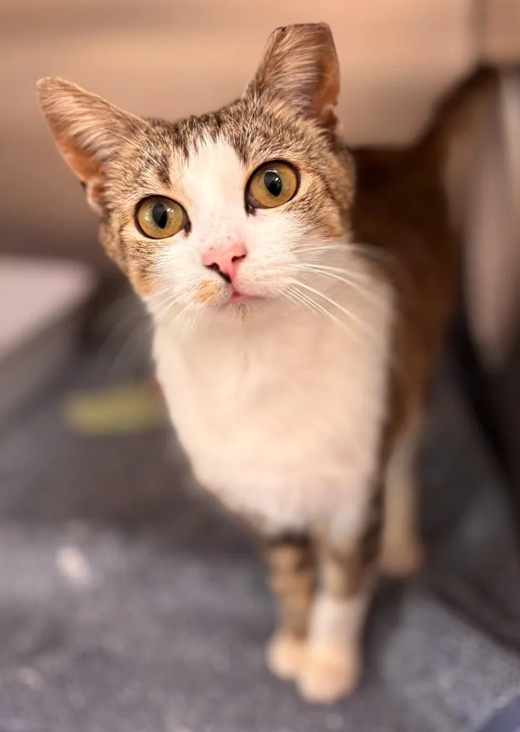 A young medium-sized female Domestic Short Hair cat named Beauty for adoption in Madison, GA