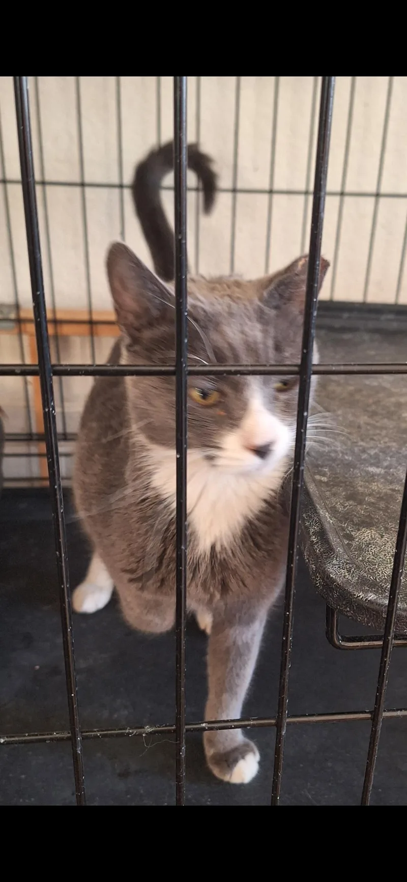 A young medium-sized female Domestic Short Hair cat named Mama Mai for adoption in Reno, NV