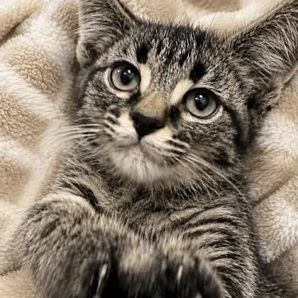 A baby medium-sized male Black Domestic Medium Hair cat named Avery for adoption in Tinley Park, IL
