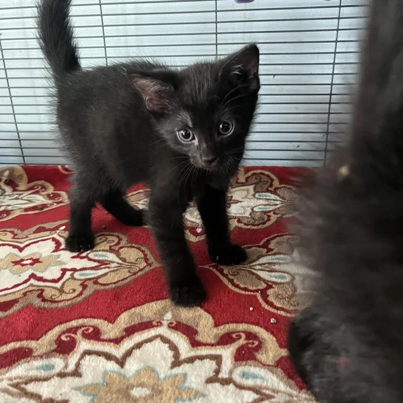 A baby small-sized male Black Domestic Short Hair cat named Moon for adoption in Fort Smith, AR