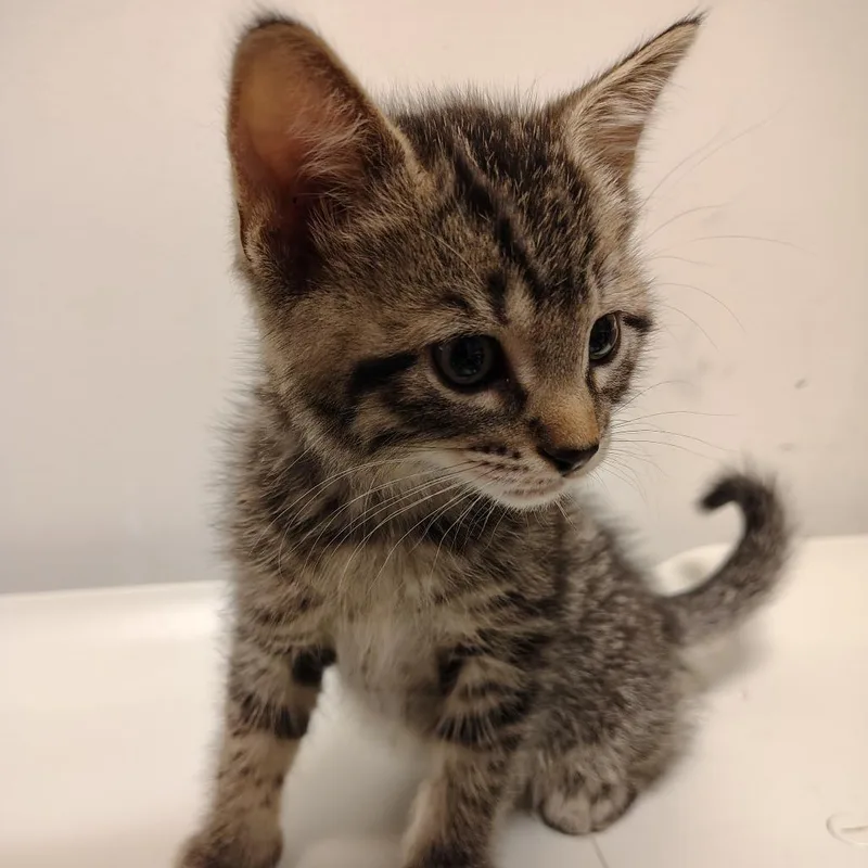 A baby small-sized male Brown / Chocolate Domestic Short Hair cat named Mr. Krabs for adoption in Coos Bay, OR