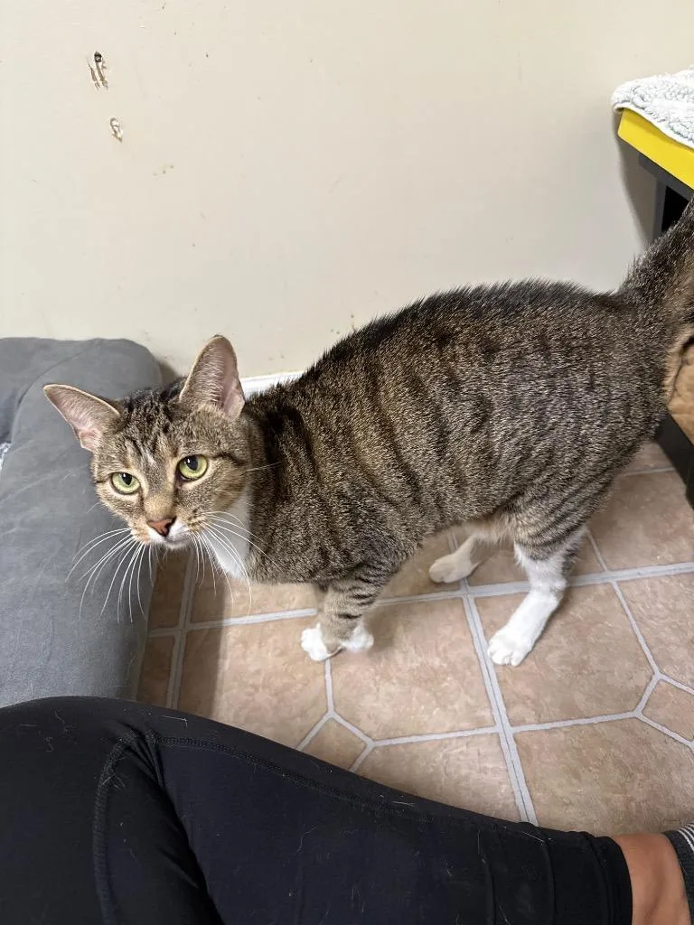 A young medium-sized female Domestic Short Hair cat named Rodeo Ruby for adoption in Newnan, GA