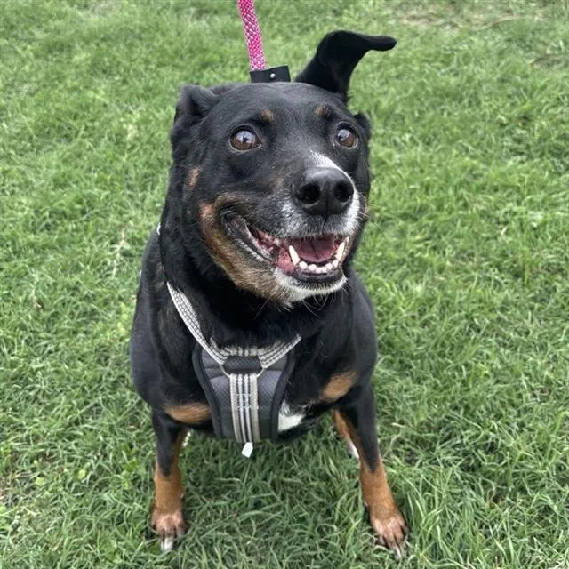 An adult large-sized female Labrador Retriever dog named Rosie for adoption in San Antonio, TX