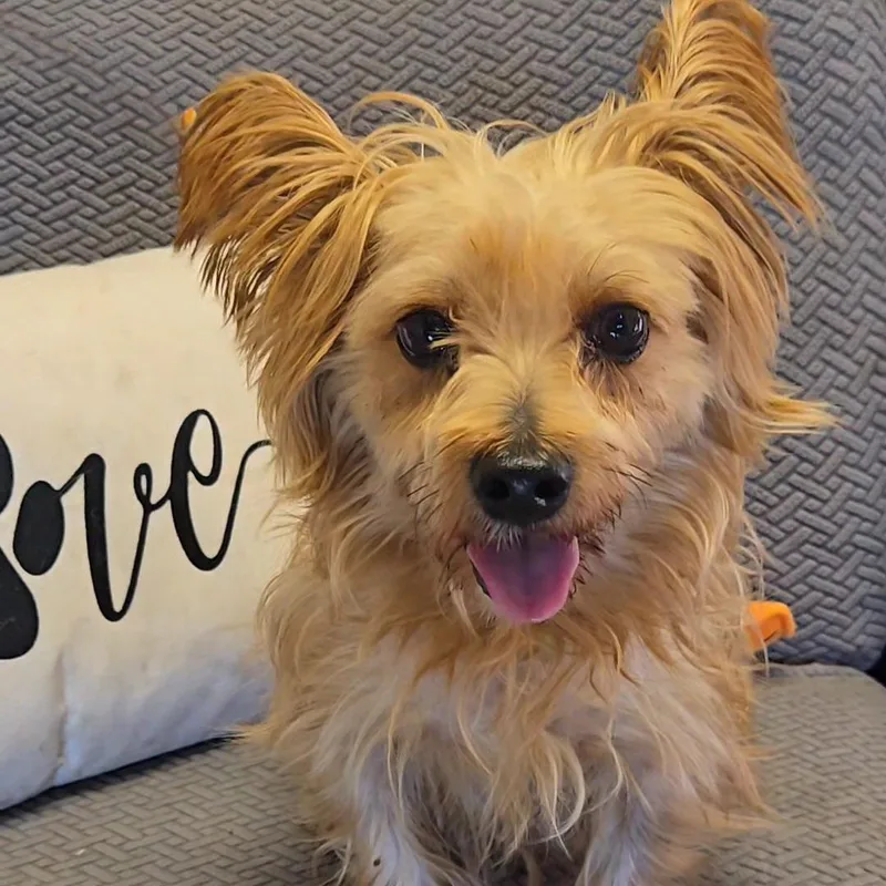 An adult small-sized male Yorkshire Terrier dog named Sigma for adoption in Normal, IL