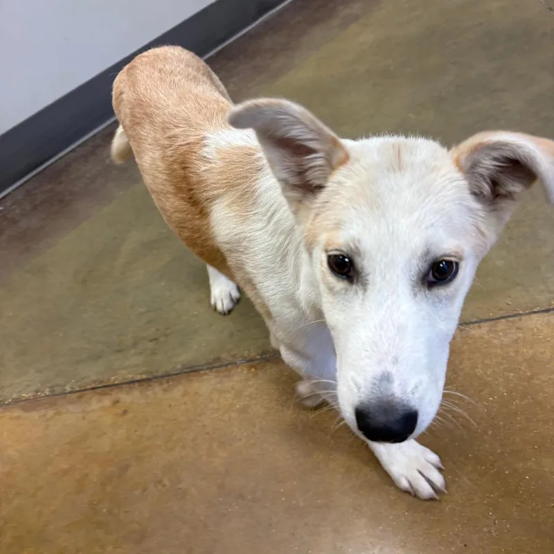 A baby medium-sized male Yellow / Tan / Blond / Fawn Shepherd dog named Bisquik U for adoption in Tupelo, MS