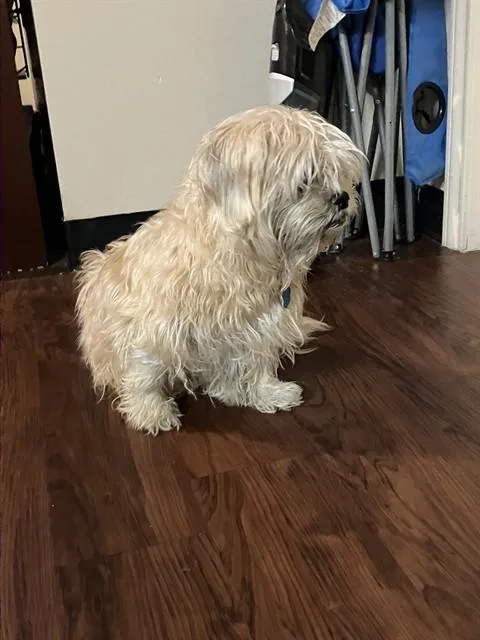 A senior medium-sized female Cairn Terrier dog named Blessed for adoption in Dallas, TX