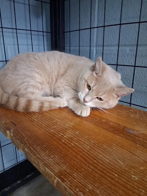 An adult large-sized female Buff / Tan / Fawn Domestic Short Hair cat named Tabby for adoption in Bryan, OH