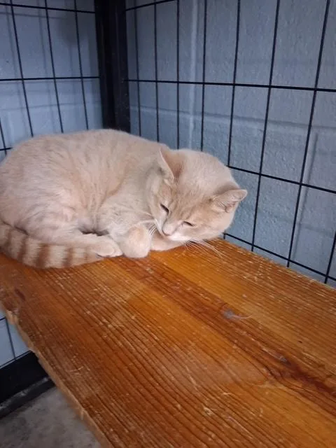 Tabby thumbnail 2
