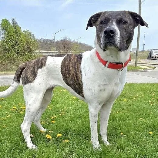 An adult large-sized female White / Cream Pit Bull Terrier dog named Penny for adoption in Weatherford, TX
