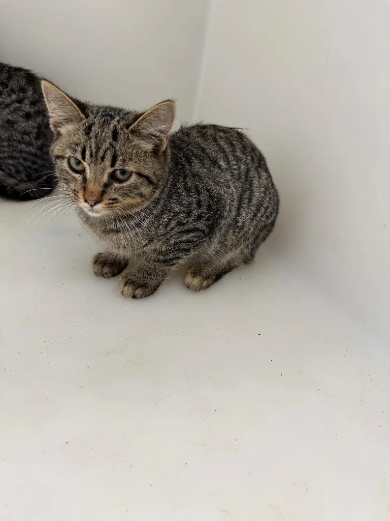 A baby medium-sized male Domestic Short Hair cat named Ratty for adoption in Columbia, TN