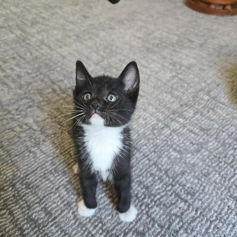 A baby small-sized male Black Domestic Short Hair cat named Bandit for adoption in Pacific Palisades, CA