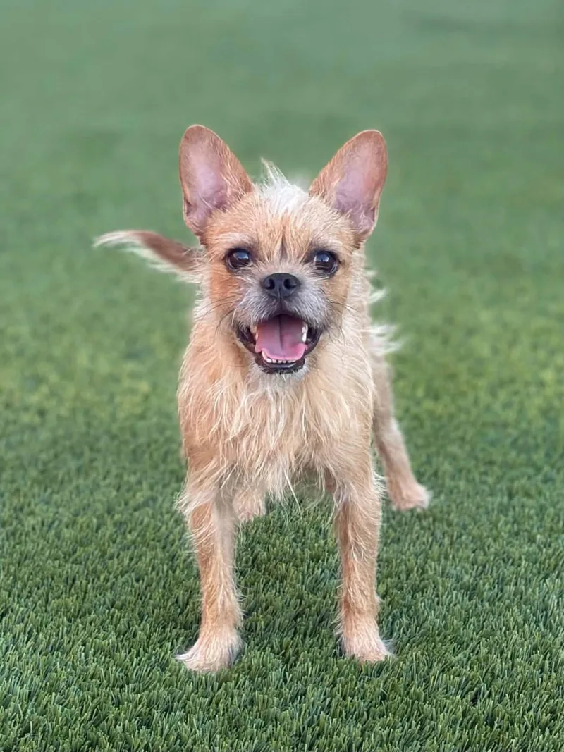 An adult small-sized male Yellow / Tan / Blond / Fawn Brussels Griffon dog named Crumpet for adoption in Las Vegas, NV