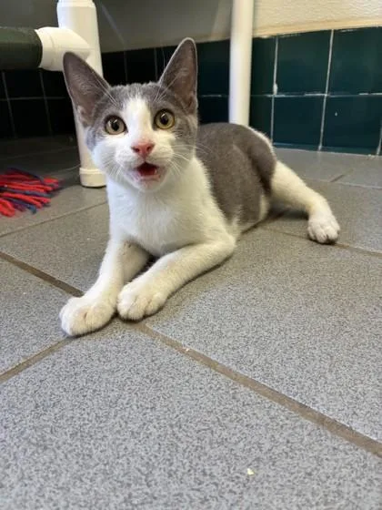 A baby small-sized female Domestic Short Hair cat named Supernova for adoption in Honolulu, HI