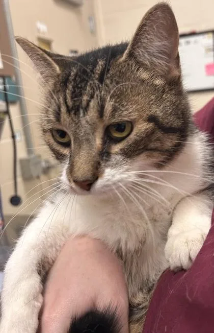 A senior medium-sized male Domestic Short Hair cat named Puppycat for adoption in Fishers, IN