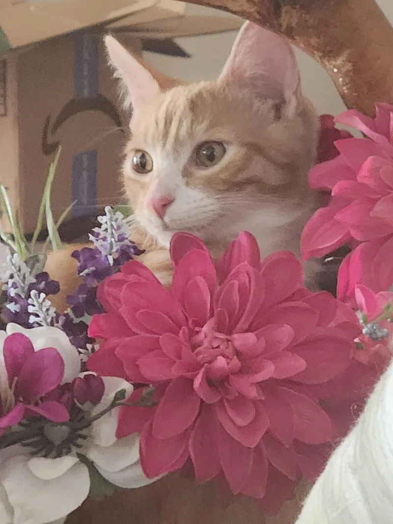A young medium-sized male Orange & White Domestic Short Hair cat named Carrot for adoption in Morgan Hill, CA