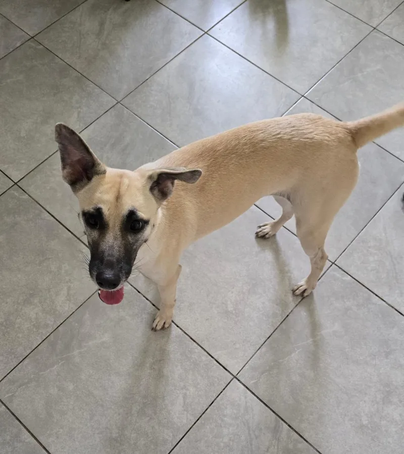 An adult small-sized female Shepherd dog named Cielo for adoption in Albion, NY