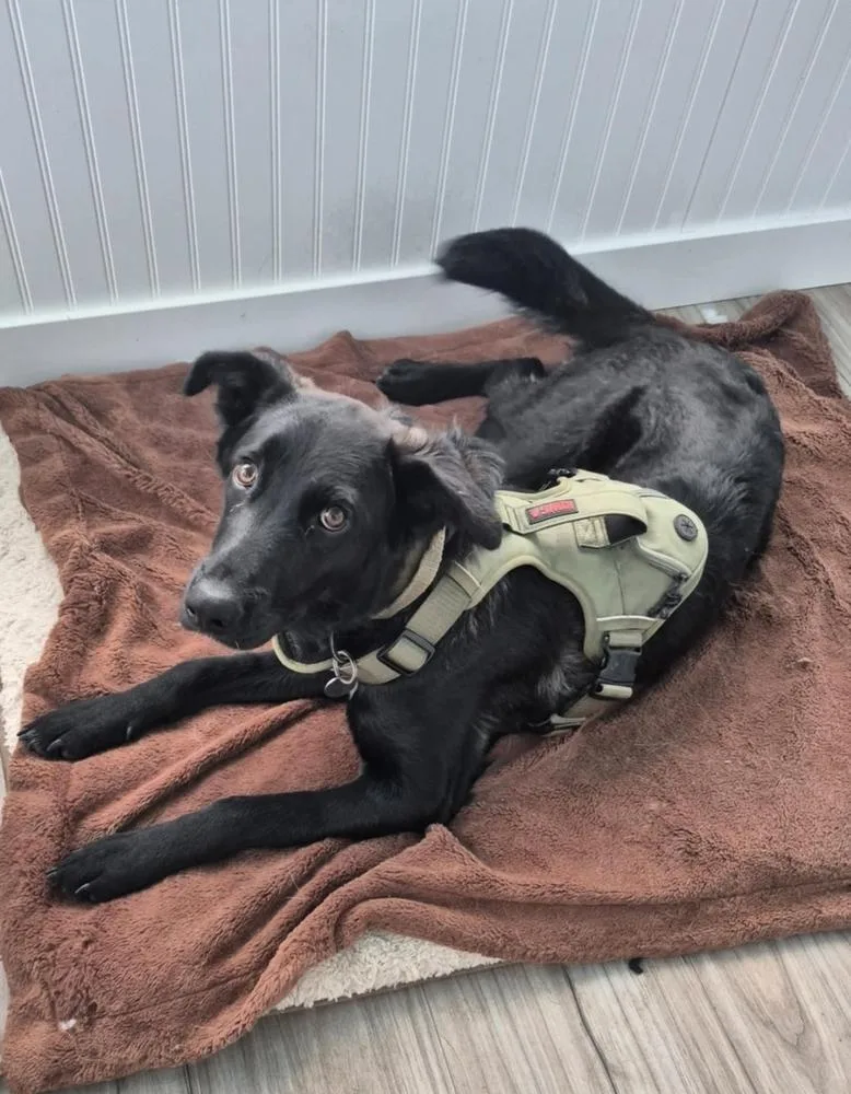 Sawyer Ii thumbnail 4