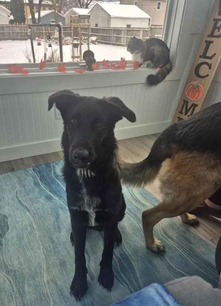 Sawyer Ii thumbnail 5