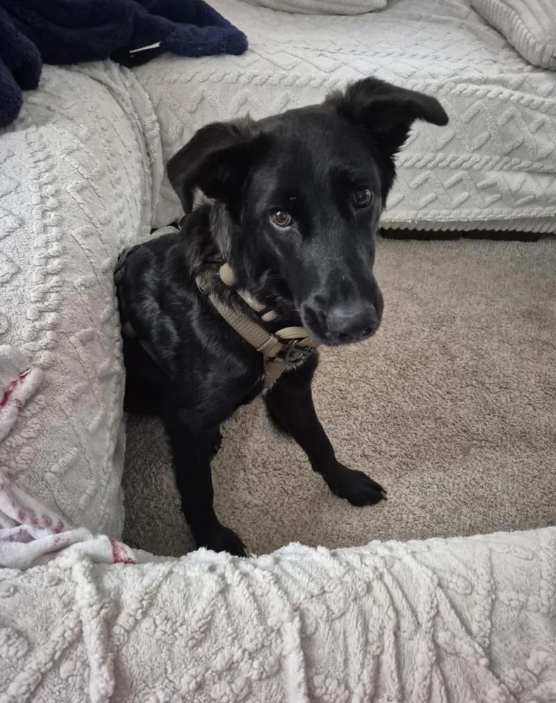 Sawyer Ii thumbnail 6