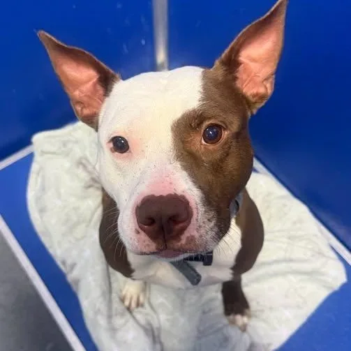 An adult medium-sized male Brown / Chocolate Pit Bull Terrier dog named Jody for adoption in Fredericksburg, VA