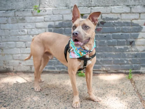 A young medium-sized male Mixed Breed dog named Amaru for adoption in New York, NY