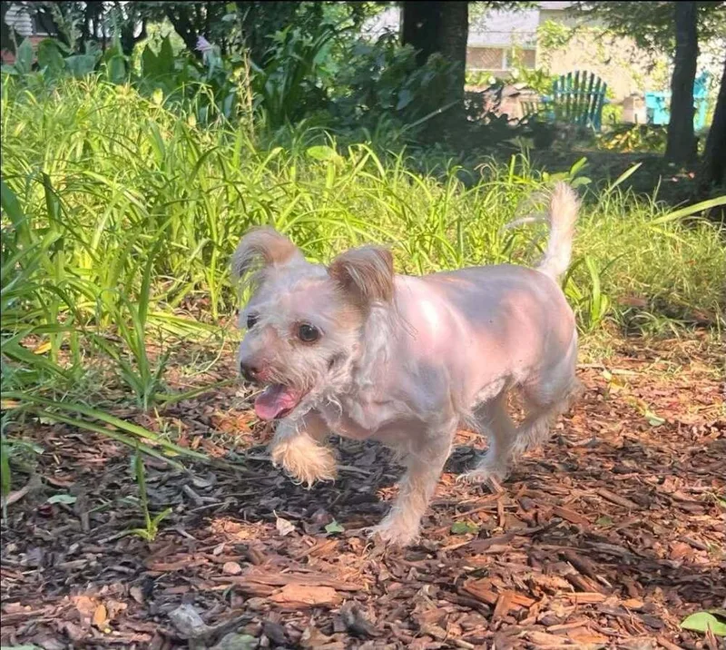An adult small-sized female Terrier dog named Hazel Nut for adoption in Acworth, GA