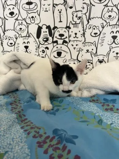 A baby medium-sized male Domestic Short Hair cat named Professor for adoption in San Pedro, CA