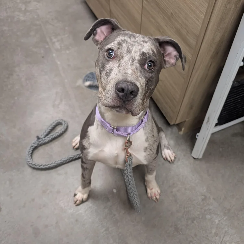A young medium-sized female Merle (Blue) Pit Bull Terrier dog named Paisley for adoption in Renfrew, PA
