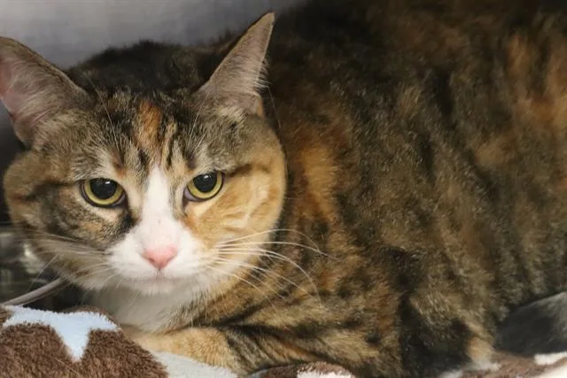 An adult large-sized female Domestic Short Hair cat named Halo for adoption in Columbia, SC