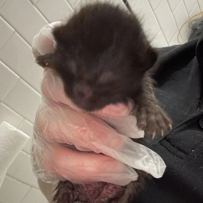 A baby small-sized male Black Domestic Short Hair cat named Aspen for adoption in Newark, NJ