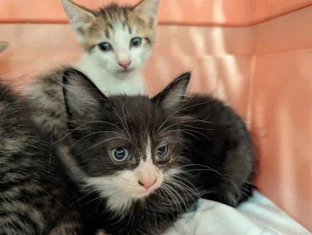 A baby small-sized male Black & White / Tuxedo Domestic Short Hair cat named Bluey for adoption in Tavares, FL