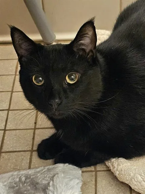An adult medium-sized male Black Domestic Short Hair cat named Sesca for adoption in Clyde, NC