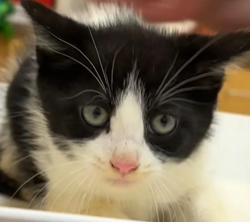 A baby small-sized male Domestic Short Hair cat named Jude for adoption in Elizabethton, TN
