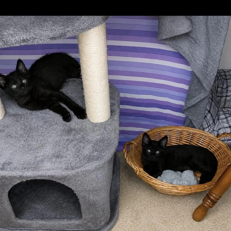 A baby small-sized male Black Domestic Short Hair cat named Soot for adoption in Commerce City, CO