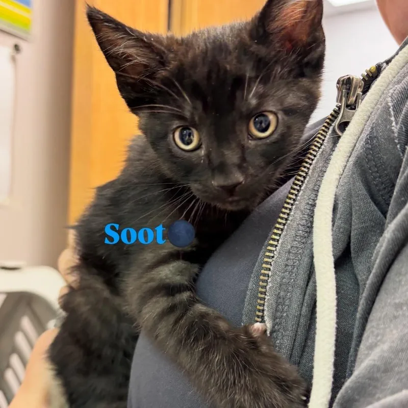 Soot thumbnail 3