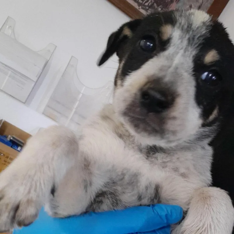 A baby small-sized female Gray / Blue / Silver Australian Cattle Dog / Blue Heeler dog named Piper for adoption in Douglas, AZ