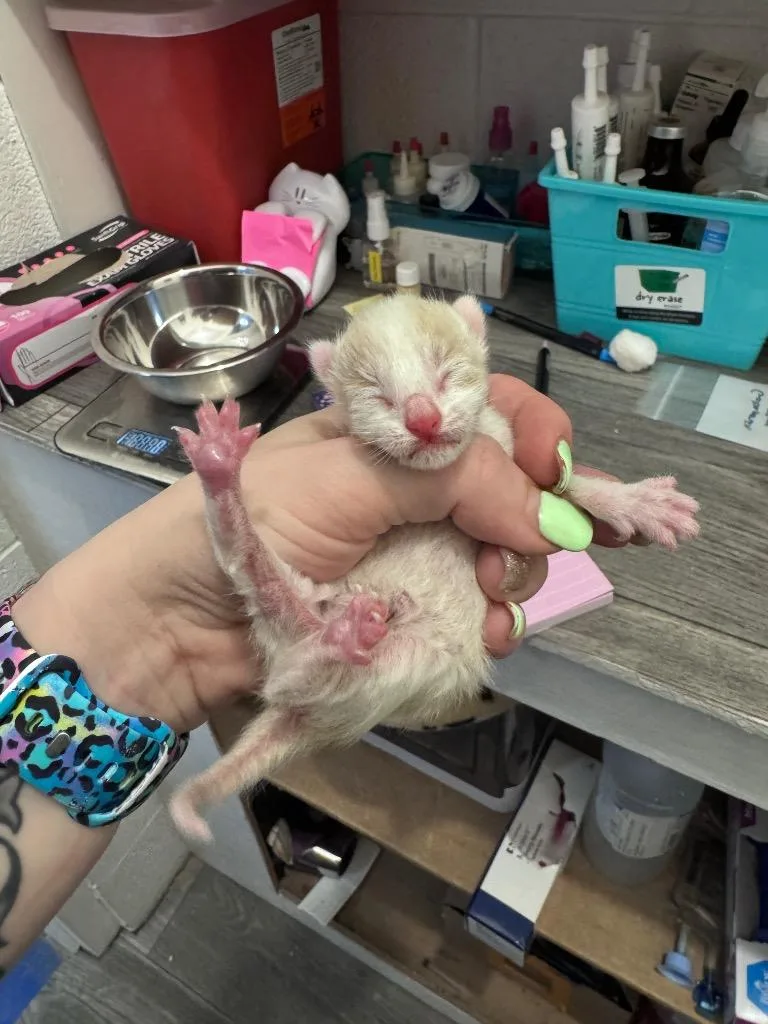 A baby medium-sized male Domestic Short Hair cat named Butterscotch for adoption in Johnson City, TN