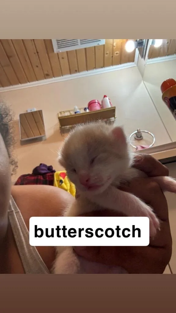 Butterscotch thumbnail 2