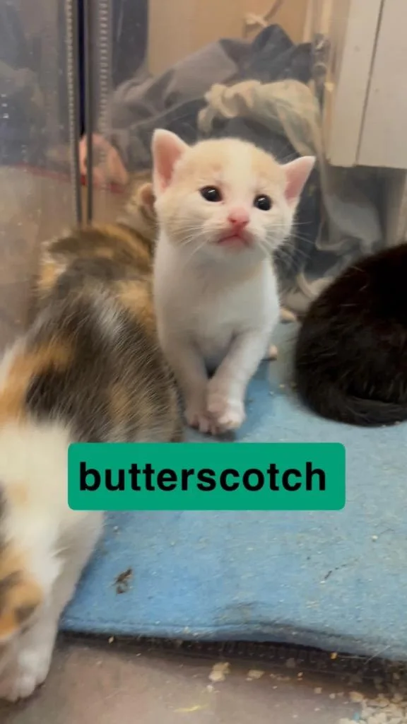 Butterscotch thumbnail 3