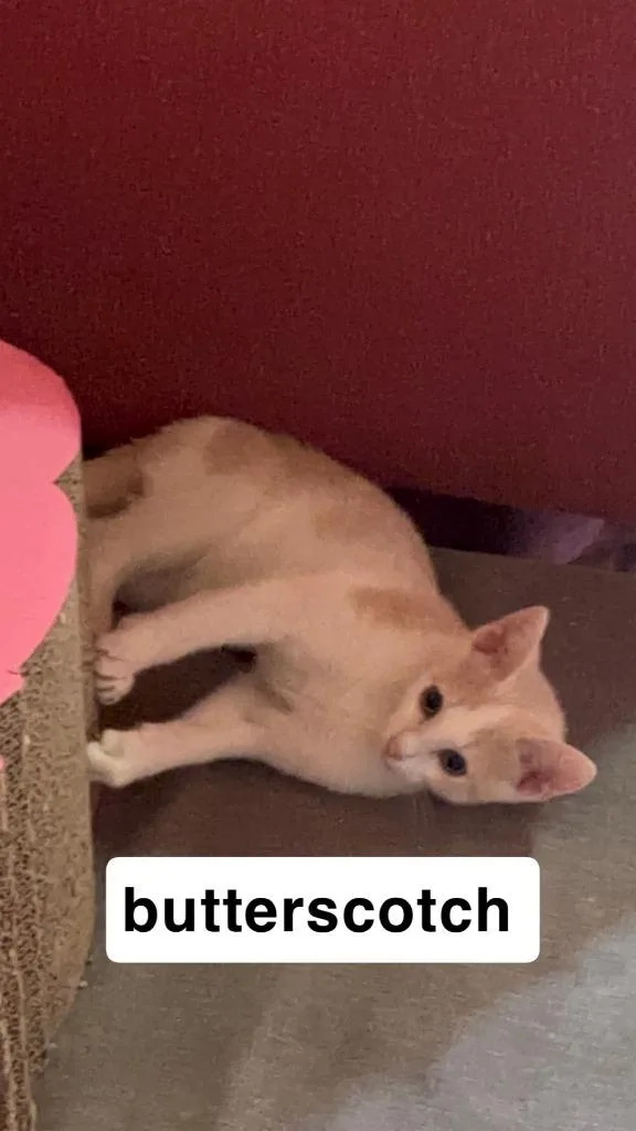 Butterscotch thumbnail 4