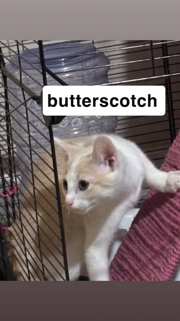 Butterscotch thumbnail 5